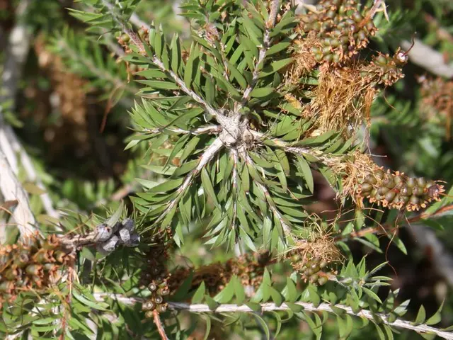 Cultivating and Nurturing Your Fruit Bonsai (with Our Top Three Picks!)