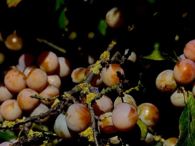 Explore Unconventional Banana Plant Uses You May Not Have Realized