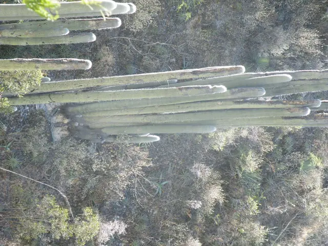 Best 10 Plant Selections for Your Terrarium-Inspired Home Decor