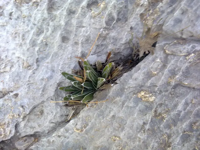 Effortless and Compact Rock Garden Concepts for Enhancing Your Landscape's Aesthetic Appeal