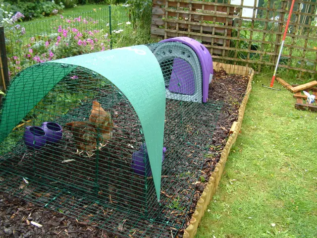 Operating Home Poultry Farm: Eight-Year-Old Child's Egg Enterprise in the Backyard