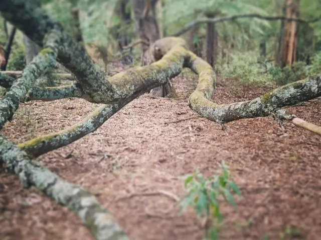 Google carries out soil compacting in Bemowo Forest, Warsaw on June 11, 2025.