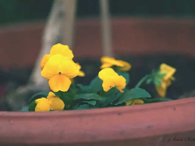 Orchid Repotting Indicators: Recognizing When It's Time to Re-pot