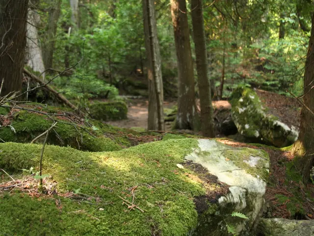 Method for Keeping Moss for Ornamentation and Wall Decoration [ Straightforward Guide]