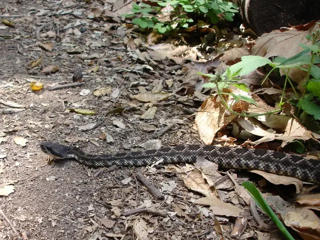 Top Indoor Flora with Minimal Effort and Air Purifying Abilities