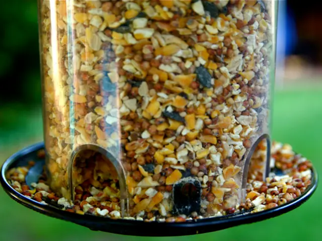 Growing Grains for Sprouts (and transforming them into sprouted grain flour)