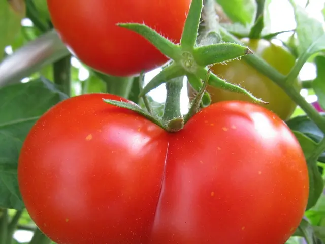 Gardening specialist reveals the impact of tomato fertilizer on enhancing growth in your garden's...