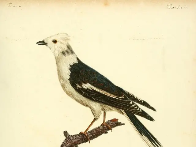 Decoding the Corvid Connection: A Tech Enthusiast's Guide to Getting Friendly with Crows