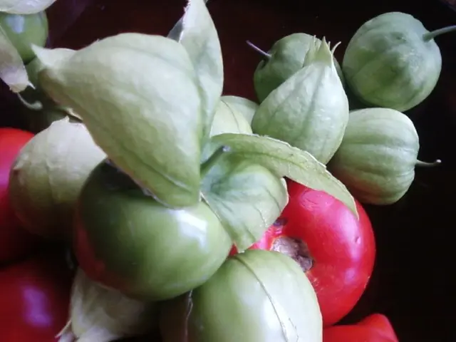 February Tasks for Fruits and Vegetables Gardening