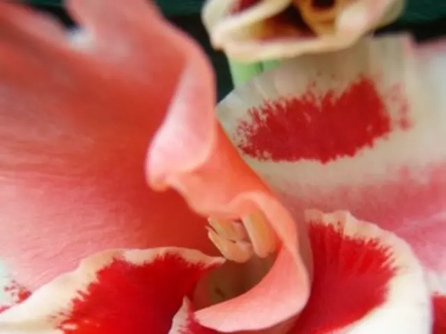 How to Successfully Cultivate Daffodils for the Most Vibrant Blooms