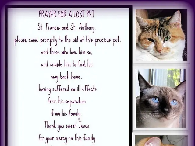 New online platform, enabling Latvian residents to adopt felines, unveiled