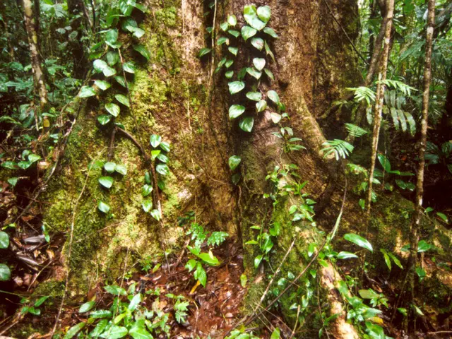 RootFusion in Bonsai: Boosting and Strengthening Root Networks