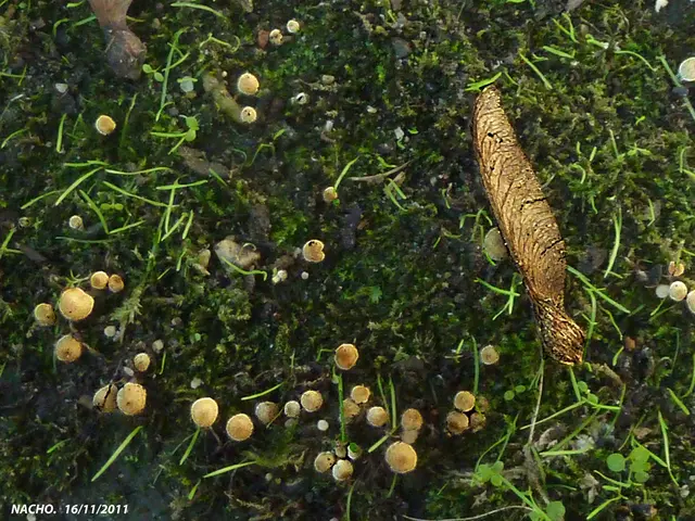 Garden furniture from Debenhams significantly discounted by more than £1,000; act fast as it's...