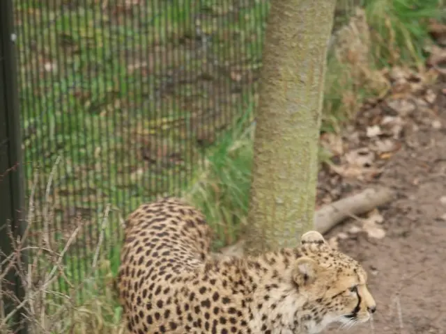 Organic Lawn Care Methods: A Chemical-Free Approach to Maintaining Your Yard