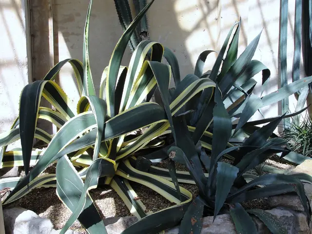 Exploring the Potential of Petite Pineapples in Reducing Food Waste