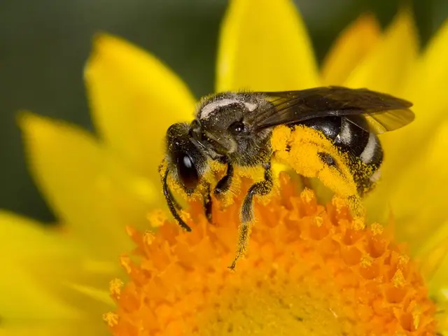 Top 15 Excellent Outdoor Wasp Traps to Maintain a Pest-Free Yard in 2025