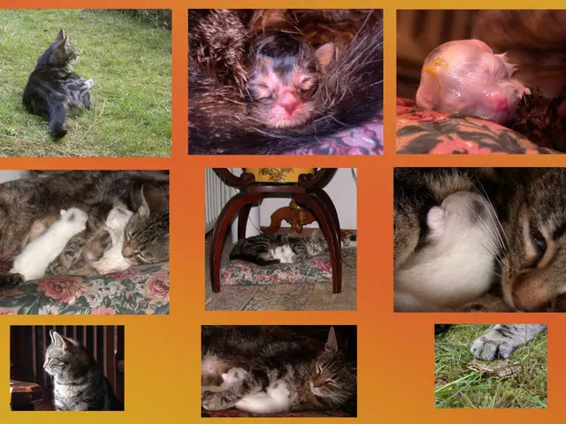 Validating Heritage's Significance in Breed-Pure Animals