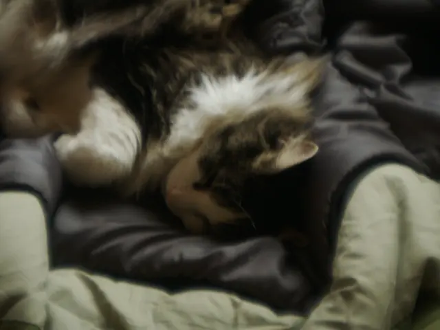 Work-from-home has a new feline addition for many, as the WFH desk bed becomes a popular choice for...