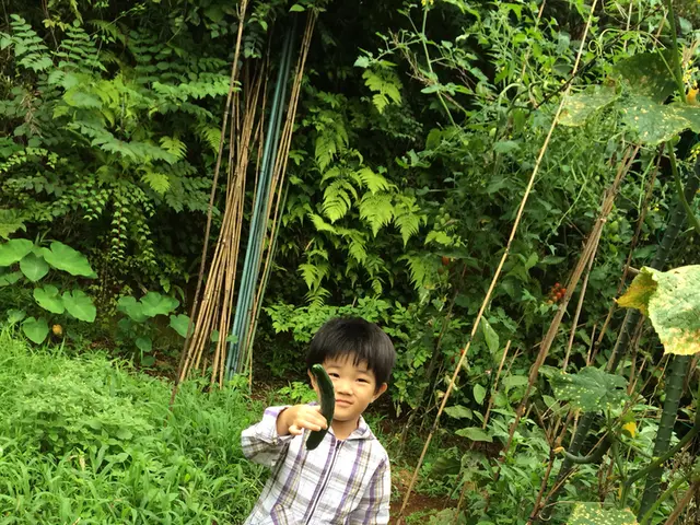 Cucumber Harvesting Time: Crucial Signs to Determine Ripeness for Preserving