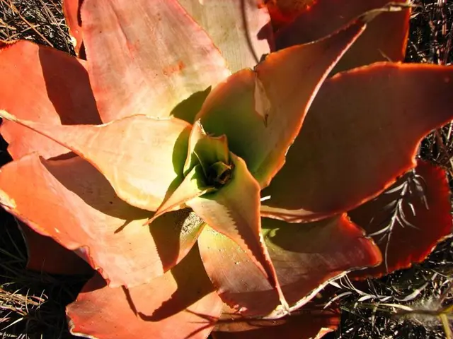 Gardening Dilemma: Distinguishing Overwatered Aloes from Underwatered Ones, and the Necessary...