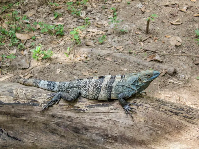 Wooden Manzanita Landscaping: Examination of Various Hardscape Applications and Kinds (Types and...