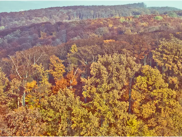 Thriving Vegetation: Nine Appealing Plants That Prosper Beneath Pine Canopies