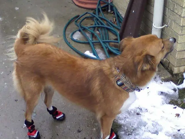 A Spacious Canine Washing Facility: The Innovation You May Not Have Realized You Were Missing?