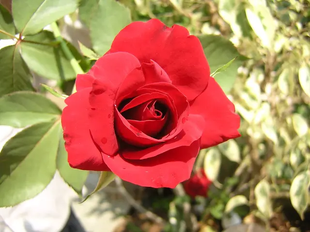 Exciting Knock Out Rose Varieties: Perfect for Passionate Garden Borders and an Extended Period of...