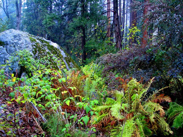 Weekend escape: Frankenstein ruins to open for tranquil exploration starting Saturday