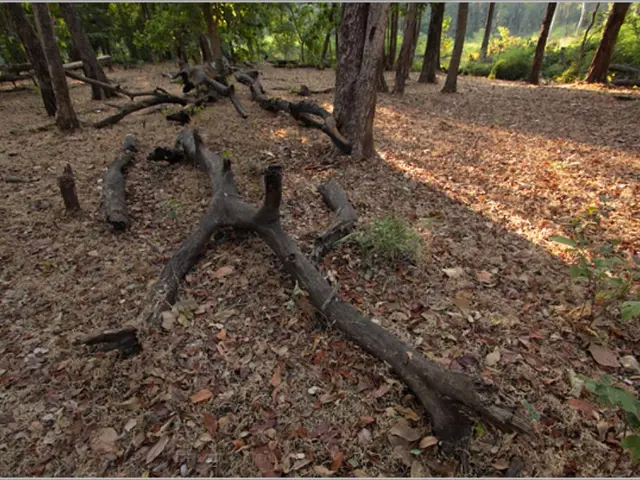 Optimal Moment for Tree Planting: Strategies Ensuringoptimal Growth for Your Newly Planted Sapling