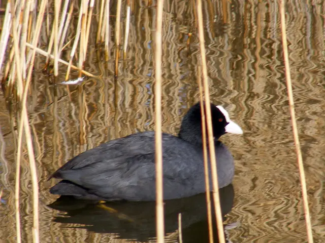 Organic Lawn Maintenance Devoid of Synthetic Pesticides