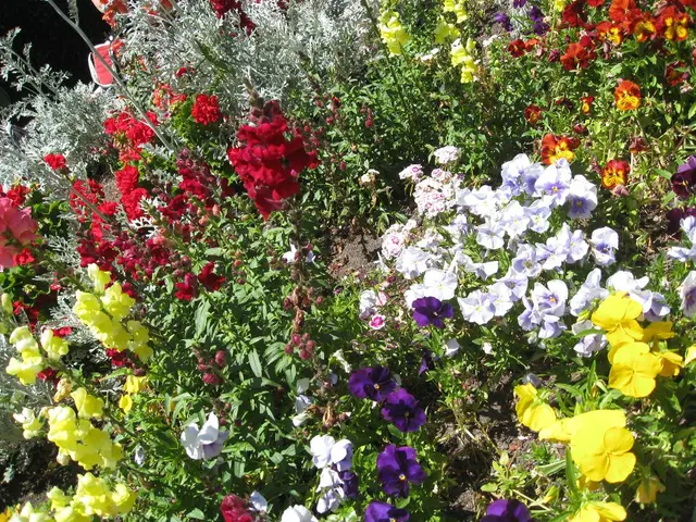 August Blossoms: Sow These 8 Blooms for Stunning Late Summer and Autumn Hues