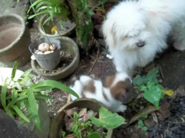 Tending to a Peace Lily at Home: A Guide to Growing Spathiphyllum