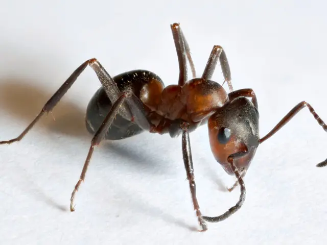 Eliminating Ants Swiftly: A Guide for Effective Ant Control