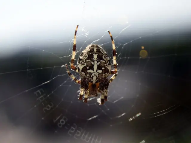 DIYSpider's Web Craft