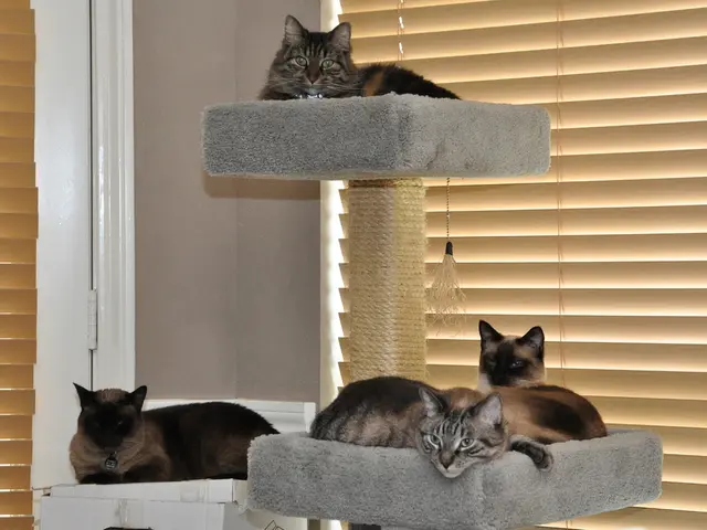 Cat videos on a larger-than-life scale emanate onto cinema screens with CatVideoFest 2025; explore...