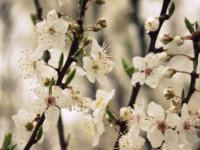 Transformed bloom: Madiva's marvelous transformation into a floral miracle