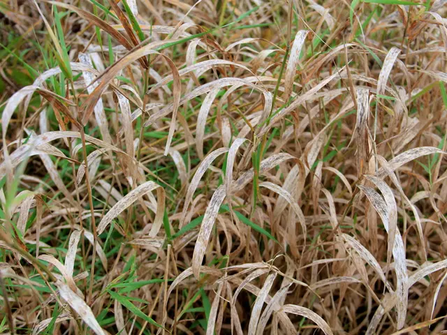 Cultivating Indoor Plants: A Comprehensive Overview