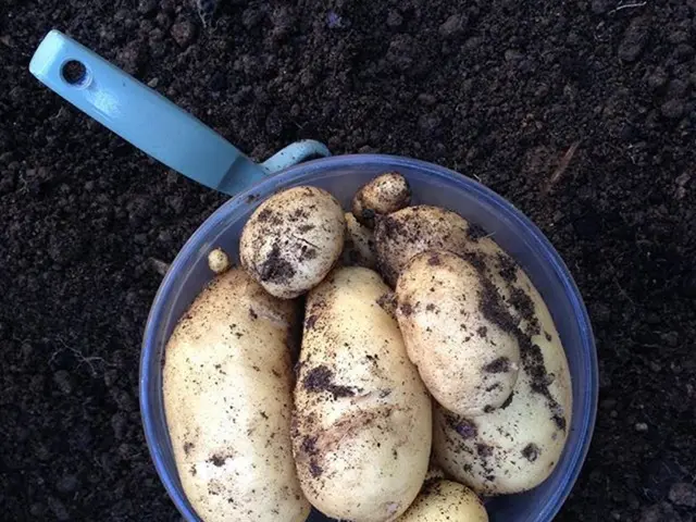 Unconventional Ideas to Employ Buckets in Your Garden: 8 Genius Techniques Yet to Cross Your Mind...