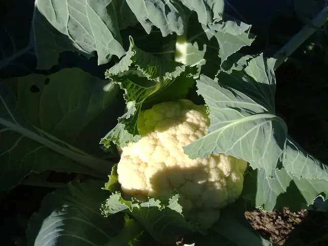 Understanding Cauliflower's Growth Cycle: learning about planting times and harvest periods.
