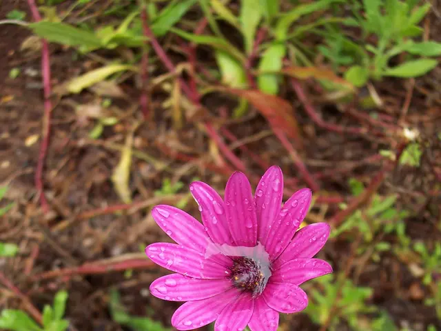 July Gardening Tasks: Critical Garden Chores This Month