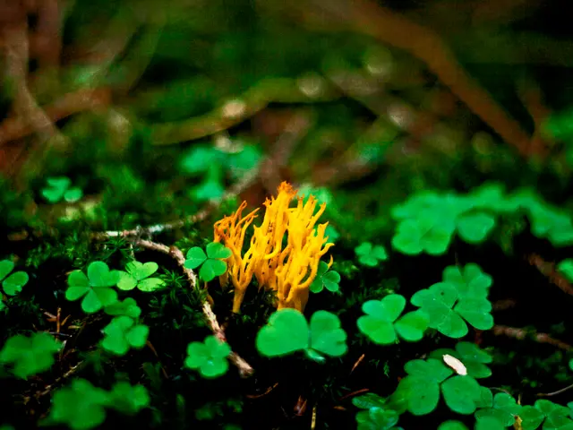 Pre-Planting Soil Fertilization: Crucial Information You Should Be Aware Of