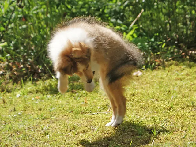 Canines take center stage at Rotary Botanical Garden with the introduction of a new event...