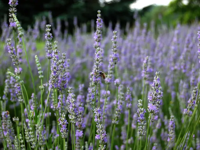 Savor a planting once, reap benefits for decades: Alan Titchmarsh praises the miraculous agapanthus