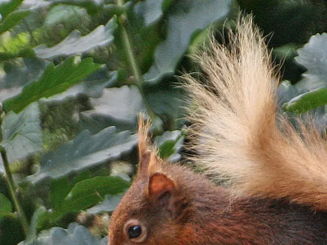 Strategies for Securely and Kindly Dissuading Squirrels from Approaching Tomato Plants