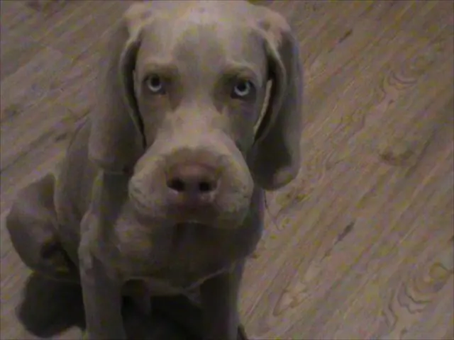 Budget-friendly deal on dual pet cameras available for under $70 during Amazon Prime Day sales