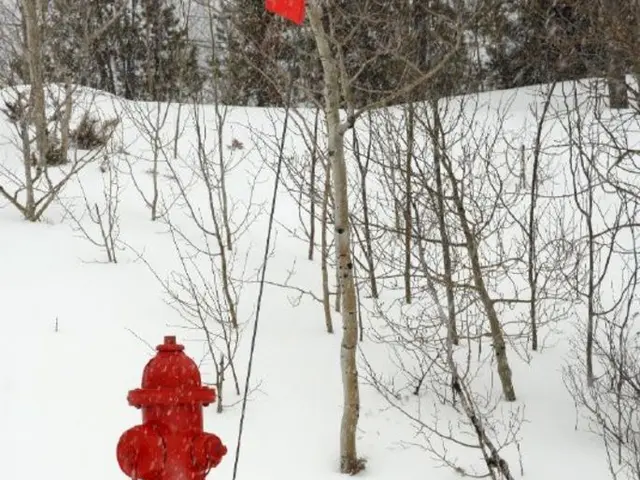 Hydrangea regains its blue hue with a sock again, sustaining this blossoming color in the future.