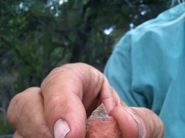 Money tree blooming remedy: Boric acid offers a potential solution for a thriving plant