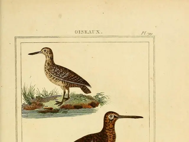 Hummingbirds flock to the duo of self-sowing flowers that bloom from summer to fall, creating an...