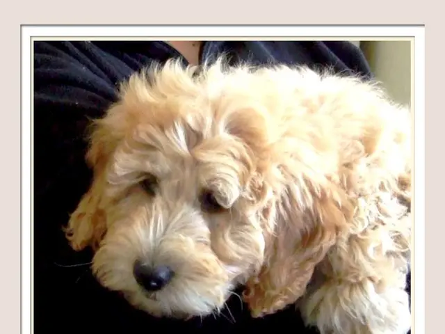 Dog has slip-ups; can Smartie still salvage its intelligence?